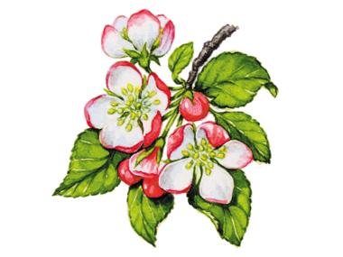 Apple blossom