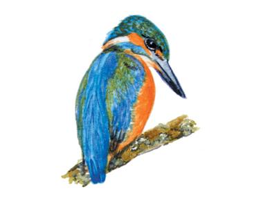 Kingfisher