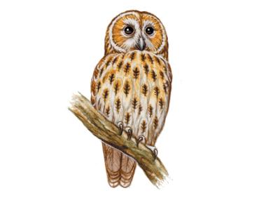 Tawny Owl