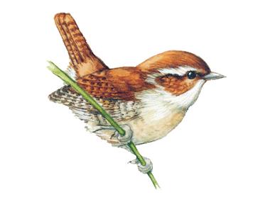 Wren