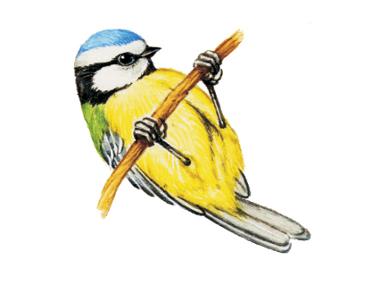 Blue Tit