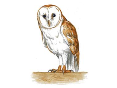 Barn Owl