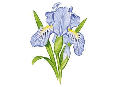 Iris blue