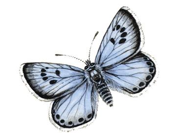 Butterfly blue