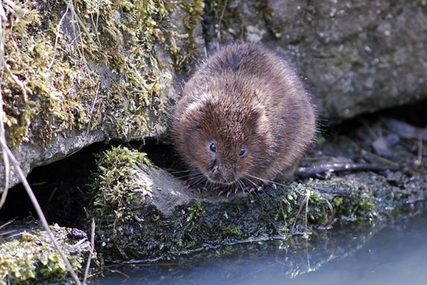 Water vole