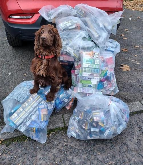 Bran the sniffer dog